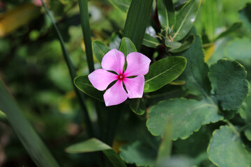 Macro image of a pink Rose Periwinkle bloom, New South Wales Australia
