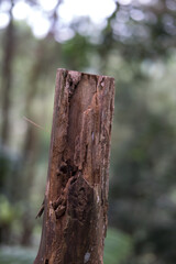 Broken, hollowed-out tree trunk or branch, rough texture, blurred green background.