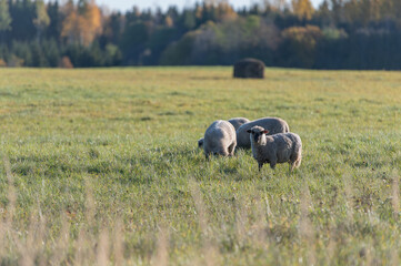 Obraz premium Sheep grazing on a sunny autumn day