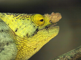 Parsons Chamäleon (Calumma parsonii)