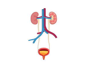 The human urinary system, including kidneys, ureters, bladder, and urethra, filters blood, removes...