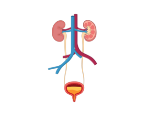 The human urinary system, including kidneys, ureters, bladder, and urethra, filters blood, removes waste, and maintains fluid balance for a healthy body.