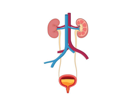 The human urinary system, including kidneys, ureters, bladder, and urethra, filters blood, removes waste, and maintains fluid balance for a healthy body.