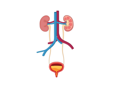 The human urinary system, including kidneys, ureters, bladder, and urethra, filters blood, removes waste, and maintains fluid balance for a healthy body.