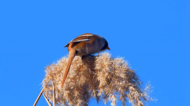 Wildlife - Birds. They feed on bearded reedling (Panurus biarmicus) birds, insects and reed seeds that live in large reeds in wetlands.