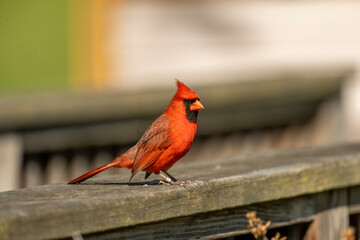 a vibrant red bird, specifically a Northern Cardinal, perched on a wooden railing. The bird has a distinctive black mask around its beak and eyes, and a crest on top of its head. 