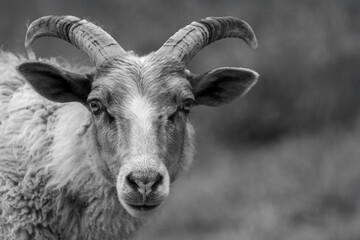 Black and white close-up portrait of a old norwegian sheep