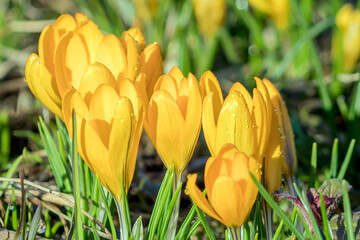 The early spring primrose yellow crocus is a harbinger of the coming of spring.