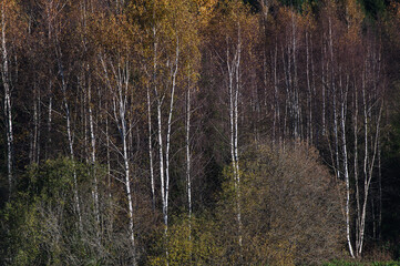 Beautiful birch trees in autumn