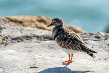 Steinwälzer (Arenaria interpres) Vogelart / Schnepfenvogel am Strand von Rota in Spanien