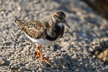 Steinwälzer (Arenaria interpres) Vogelart / Schnepfenvogel am Strand von Rota in Spanien