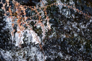 Frozen plants surrounded by flowing water create a winter wonderland in a serene natural setting