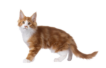 Handsome red with white Maine Coon cat kitten, walking side ways. Looking straight to camera....