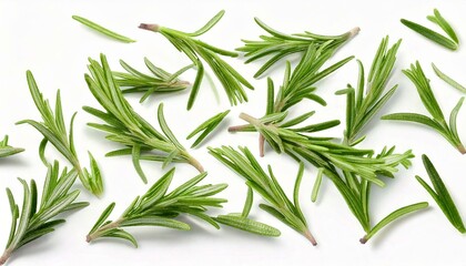 Fototapeta premium Falling rosemary leaves Isolated on White Background