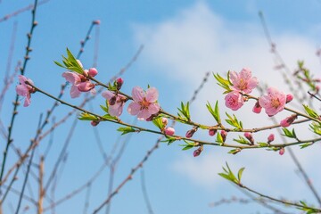 Pink blossoms emerge on peach trees signaling early spring in a clear blue sky