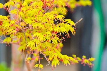 Newborn maple tree showcases vibrant yellow leaves and budding seeds in early spring season