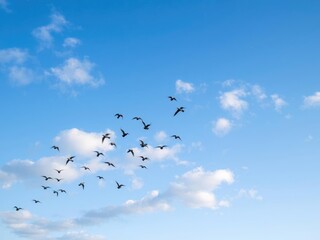 Fototapeta premium A flock of birds fly against a clear blue sky with scattered clouds under a starry night sky, flying, aerial, birds