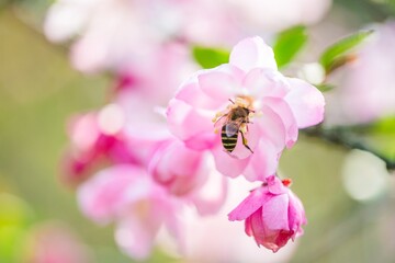 Close-up of a bee gathering nectar from a pink begonia flower during a sunny afternoon in a blooming garden
