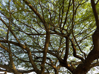 Acacia tree lush green foliage, under view. Branch with fresh leaves