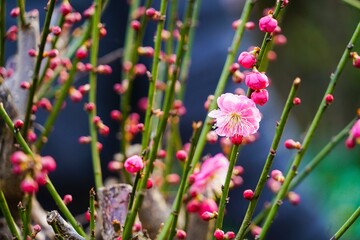 Peach blossoms bloom on a peach tree, showcasing vibrant colors in early spring