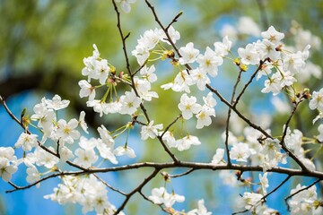 Obraz premium White cherry blossoms in first bloom against a clear blue sky during springtime in a serene landscape