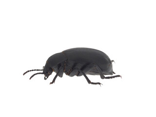 Darkling beetle isolated on white background, Blaps sp
