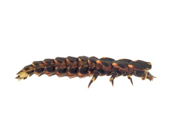 Common glow-worm beetle isolated on white background, Lampyris noctiluca larvae