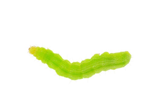 Cabbage looper caterpillar isolated on white background, Trichoplusia ni