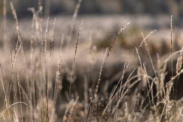 Fototapeta premium Artistic abstract nature background with frost on forest plants and blades of grass