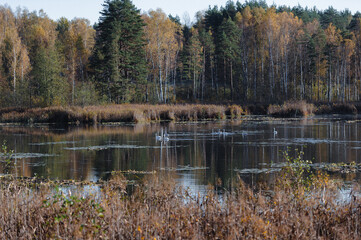 Obraz premium Autumn landscape with white swans on a forest lake