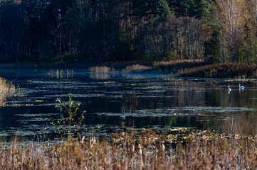 Obraz premium Autumn landscape with white swans on a forest lake