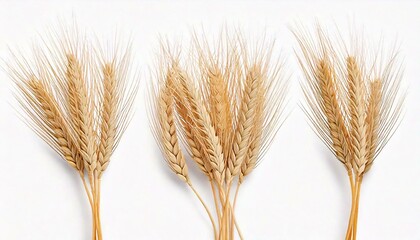 Fototapeta premium Wheat ears or heads set isolated on white background.