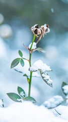 Winter remains on leaves as snow blankets a delicate rose plant in a serene landscape