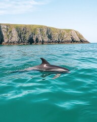 Obraz premium Dolphin Ocean Coastline Summer Wildlife Nature Scene