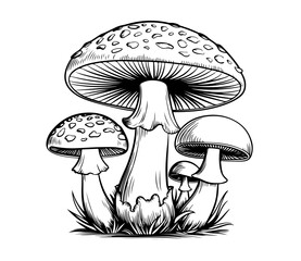 mushrooms isolated on white background