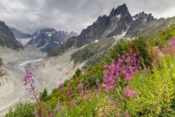 Mer de Glace glacier in the Alps, Chamonix Montblanc valley, France. View of Mer de Glace from above in early summer with rhododendron flowers in front. Melting glacier covered with rock