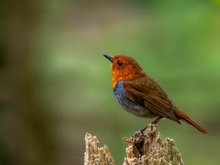 森の中で枯れ木に留まっているコマドリの雄