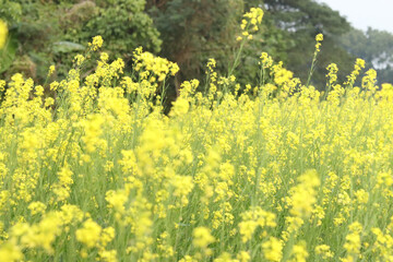 Vibrant Mustard Flower Field  photography