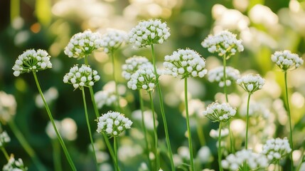 Fototapeta premium Aesthetic sunny blurred nature background showcasing vibrant white flowers on lush green stems in a serene garden setting perfect for wallpaper and text overlay.