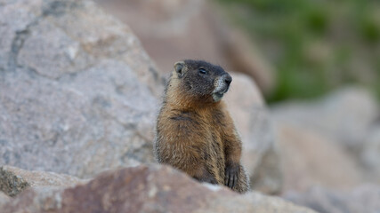 Marmot in the Rocky Mountains