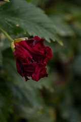 Close up of a beautiful red rose with lush green leaves behind
