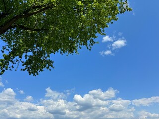 Obraz premium Tree and white clouds in blue sky 