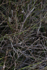 A detailed closeup view of a cluster of branches and grass blades