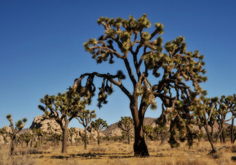 joshua tree national park