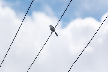 Obraz premium A Long Tailed Shrike perched on a wire with the blue sky above