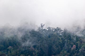 Tall trees of a green forest enveloped in thick fog create a serene atmosphere in Kodaikanal