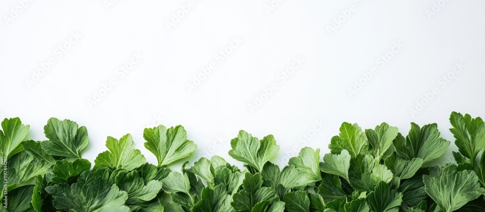 Poster fresh green lettuce leaves arranged along a white background with ample copy space for text or graph