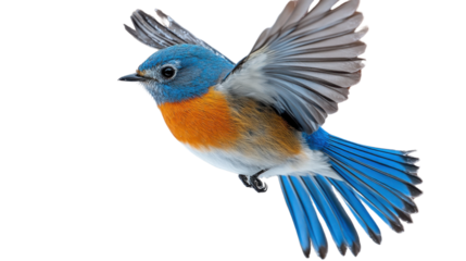 Blue bird fly full body isolated on transparent background 
