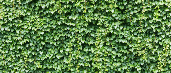 Lush jungle with hanging vines and tropical greenery in a dense environment