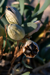 Fototapeta premium The interesting seed pods or fruit of the Mediterranean Sea Daffodil, Sand Lily, scientific name Pancratium maritimum. The seeds look like coal but are very light in weight to be dispersed by the wind